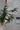 Faux Conifer & White Berry Bundle