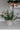Faux Conifer & White Berry Bundle