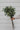 Faux Silver Dollar Eucalyptus Stem