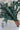 Preserved Dark Green Eucalyptus