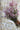 Dried Pink Rhodanthe