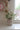 Faux Flowers - Anemone - Cream