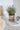 Terracotta Parisian Plant Pot - Small
