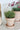 Terracotta Parisian Plant Pot - Standard